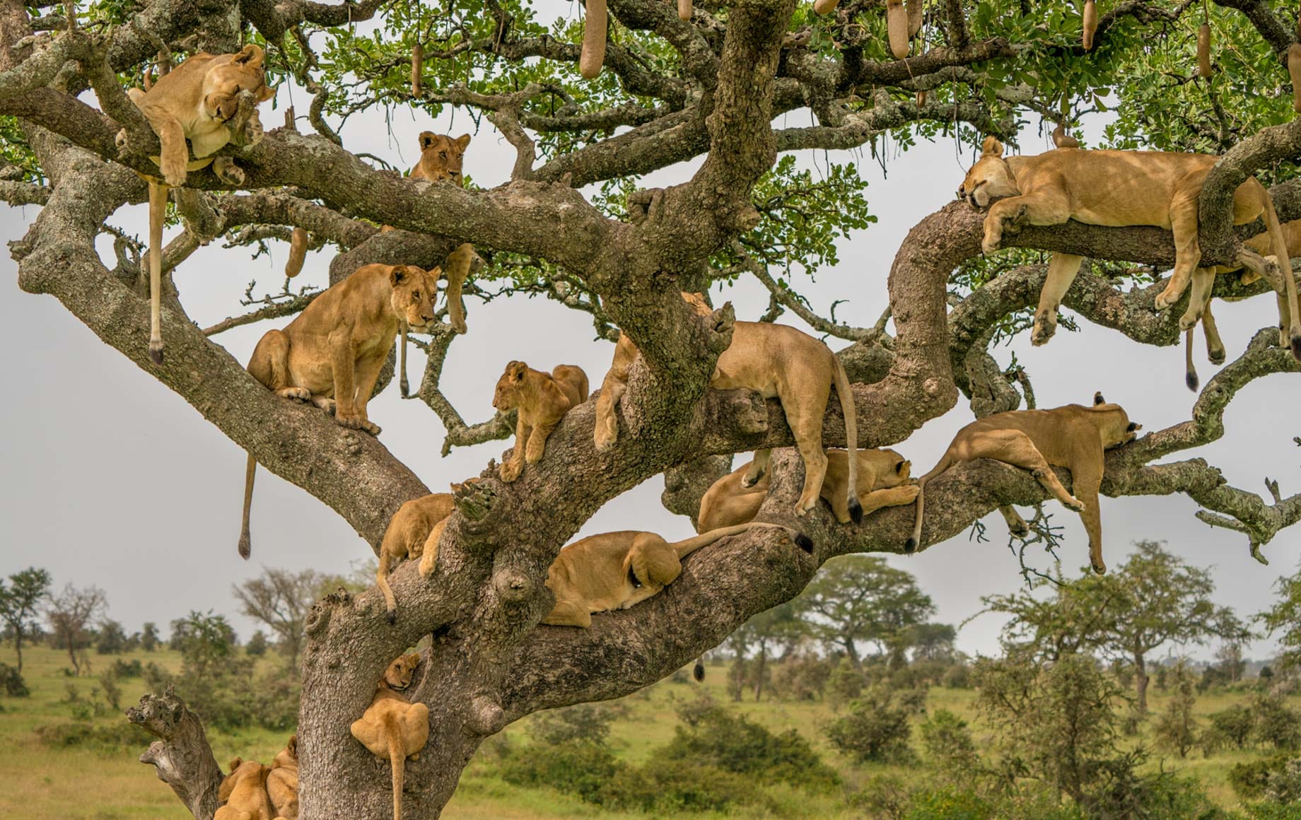 Serengeti National Park photo 1