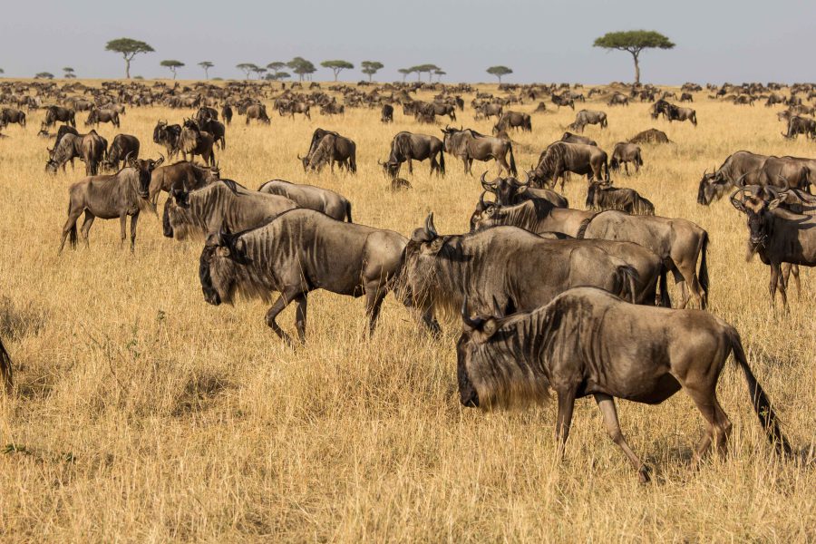 Serengeti National Park photo 2