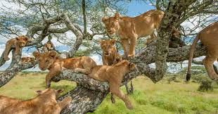 Serengeti National Park photo 4