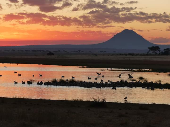 Great Migration Safari