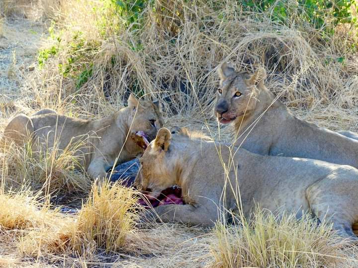 3 Days Camping Safari