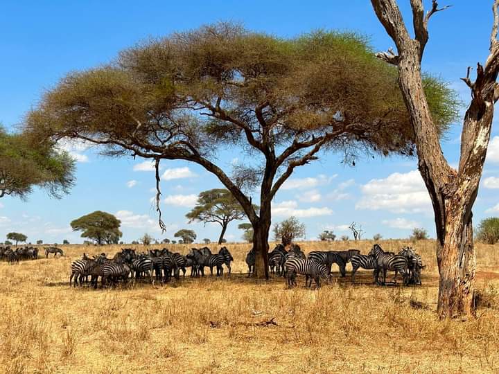 3 Days Serengeti and Ngorongoro Budget Safaris Book Now