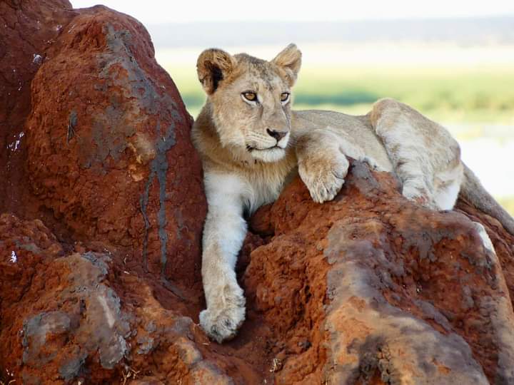 4 Days Tarangire Serengeti and Ngorongoro Classic Safaris